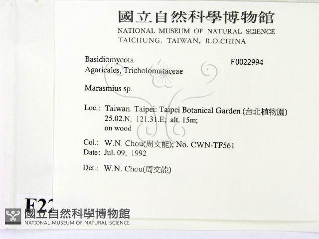 小皮傘屬藏品圖，第2張