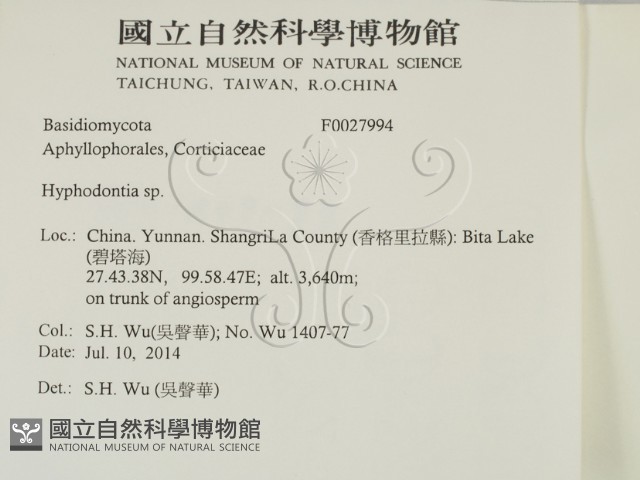 絲齒菌屬藏品圖，第2張