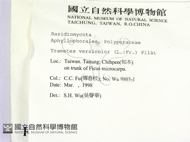 雲芝藏品圖，第2張