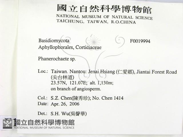 顯絲菌屬藏品圖，第2張