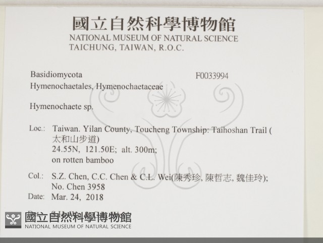 刺革菌屬藏品圖，第2張