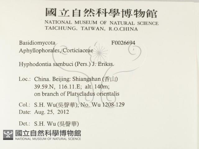 冇骨消絲齒菌藏品圖，第2張