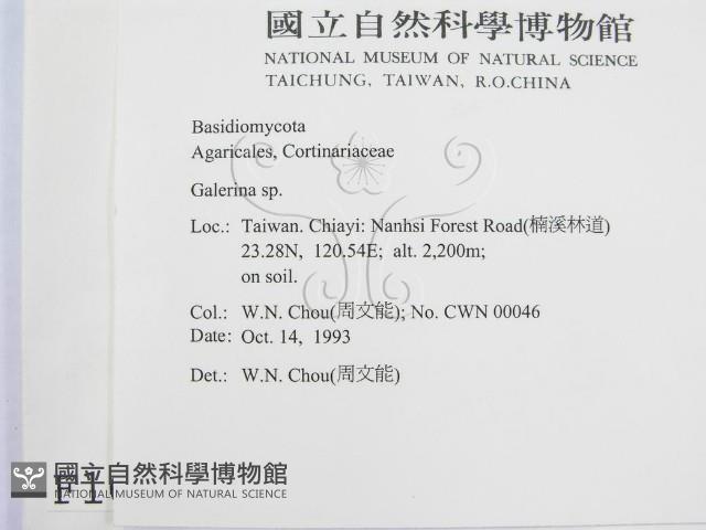 盔孢傘屬藏品圖，第2張