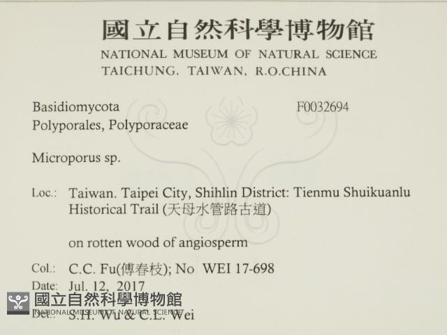 小孔菌屬藏品圖，第2張