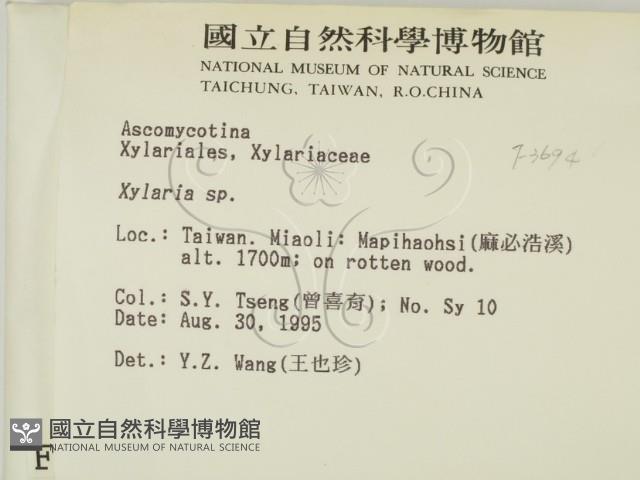 炭角菌屬藏品圖，第2張