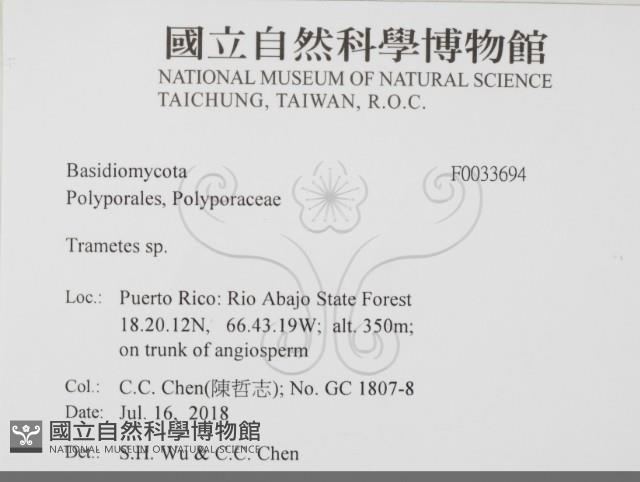 栓菌屬藏品圖，第2張