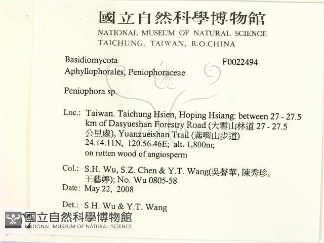 筍殼菌屬藏品圖，第2張