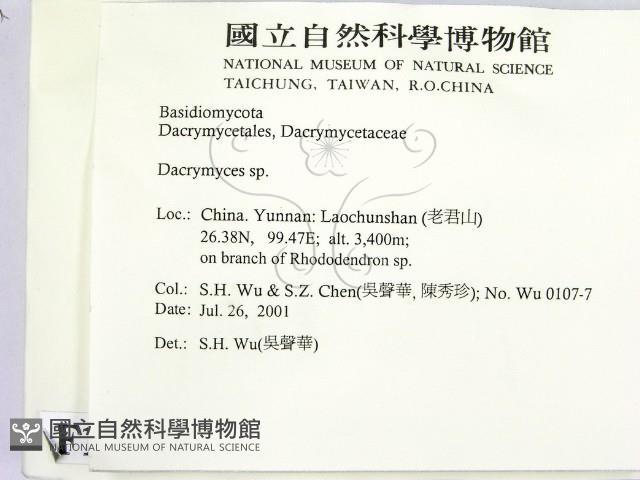 花耳屬藏品圖，第2張