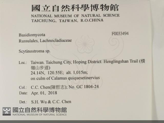 革墊菌屬藏品圖，第2張