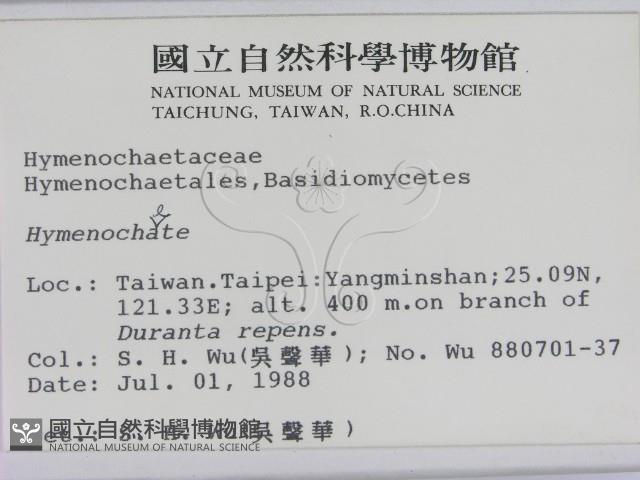 刺革菌屬藏品圖，第2張