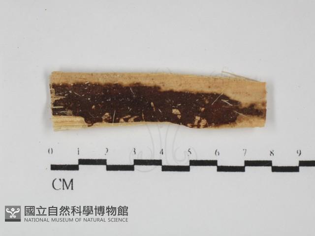 館號:F0031794藏品圖，第1張