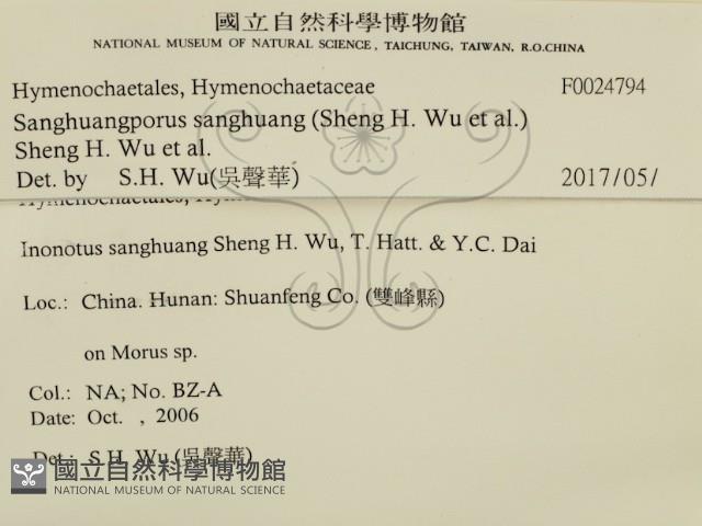 桑黃藏品圖，第2張