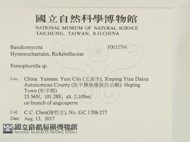 擬筍殼菌屬藏品圖，第2張