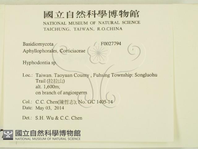 絲齒菌屬藏品圖，第2張
