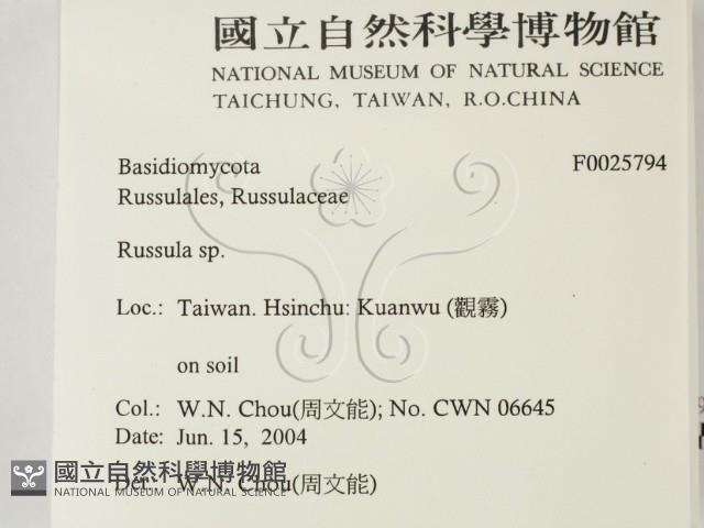 紅菇屬藏品圖，第2張