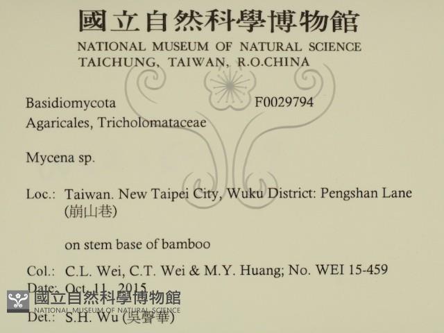 小菇屬藏品圖，第2張