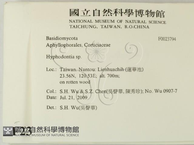 絲齒菌屬藏品圖，第2張