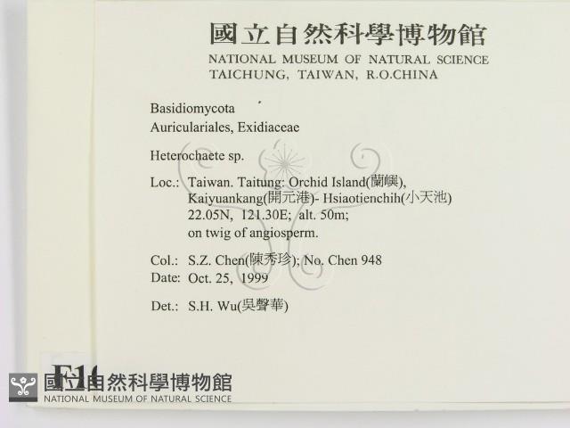 刺皮菌屬藏品圖，第2張