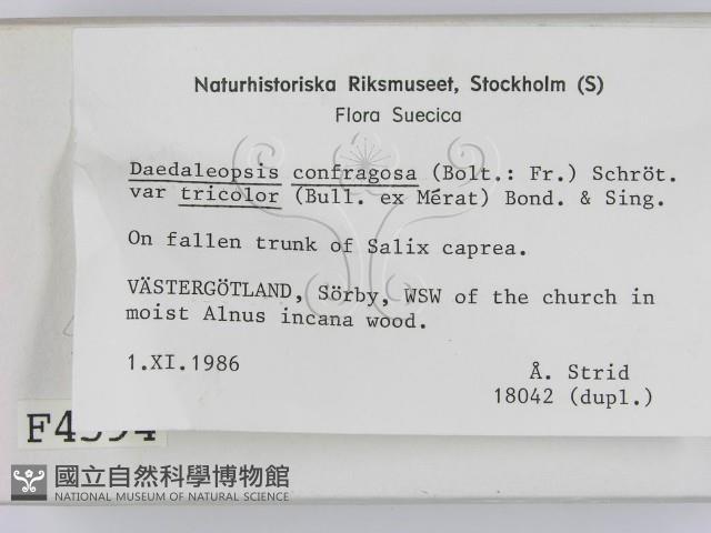 登錄號:F0004594藏品圖，第2張