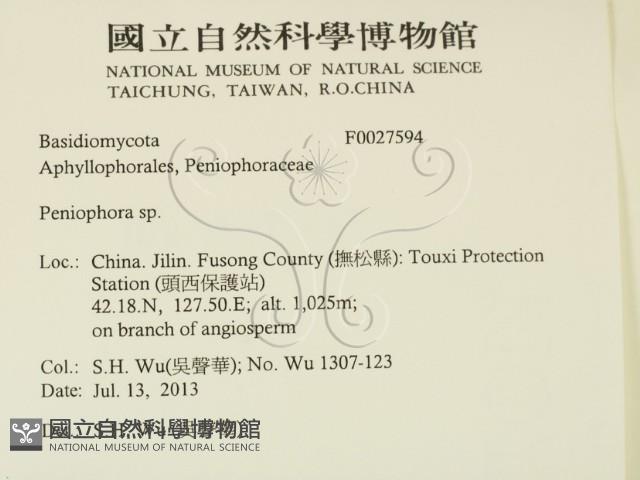 筍殼菌屬藏品圖，第2張