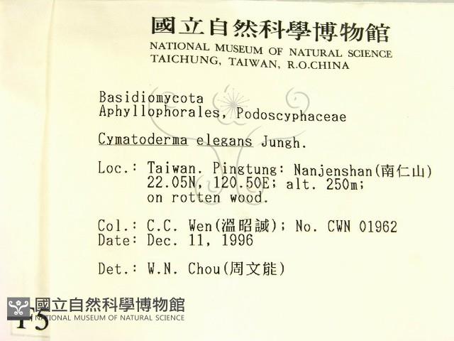 優雅波邊革菌藏品圖，第2張