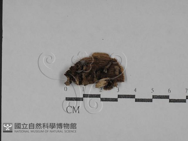 登錄號:F0029594藏品圖，第1張