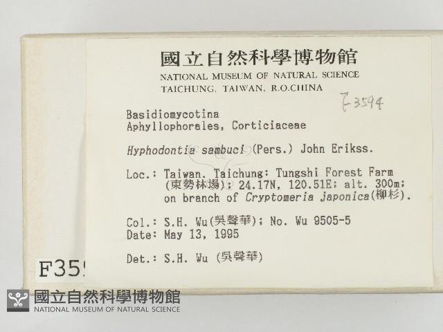 冇骨消絲齒菌藏品圖，第2張