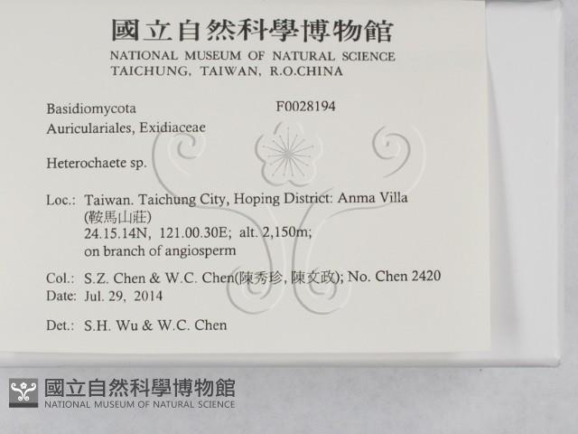 刺皮菌屬藏品圖，第2張