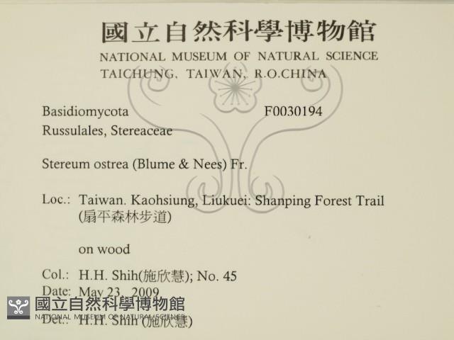 蠔韌革菌藏品圖，第2張