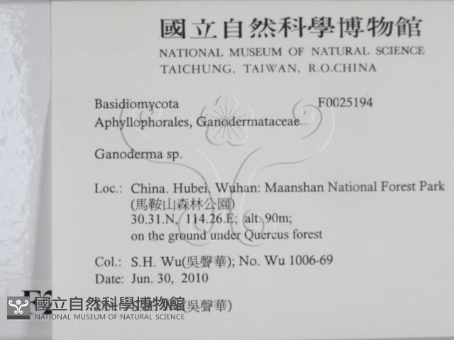 靈芝屬藏品圖，第2張