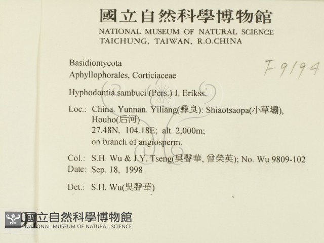 冇骨消絲齒菌藏品圖，第2張