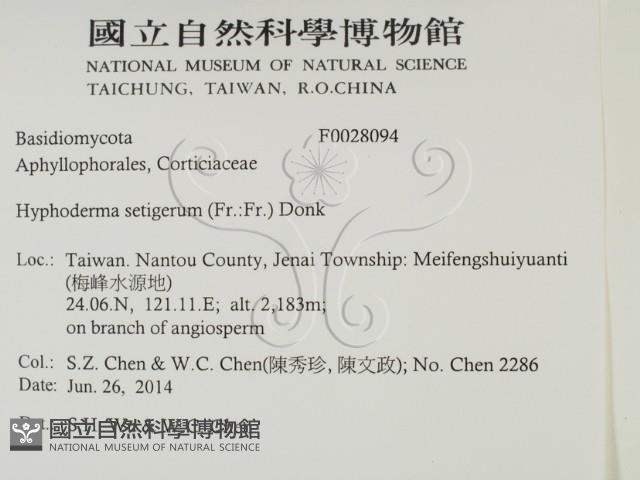 剛毛絲皮菌藏品圖，第2張