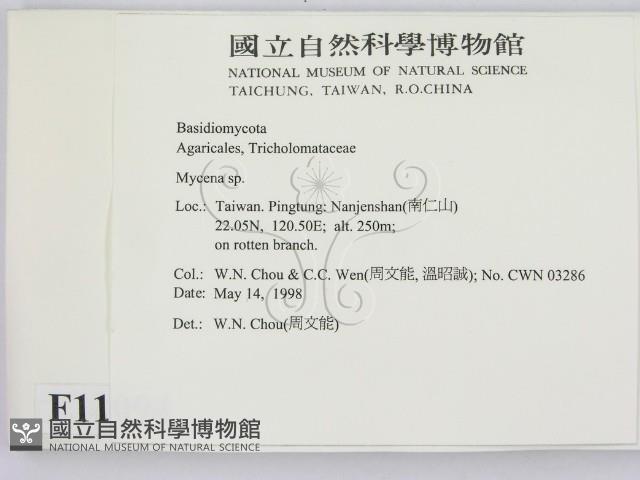 小菇屬藏品圖，第2張
