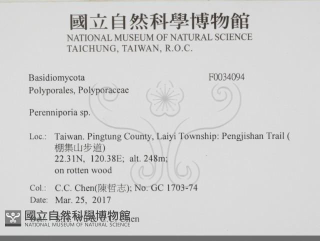 多年臥孔菌屬藏品圖，第2張