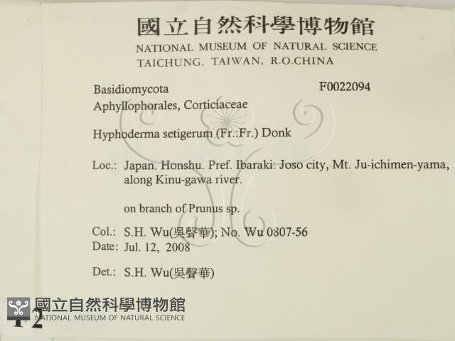 剛毛絲皮菌藏品圖，第2張