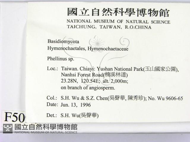 木層孔菌屬藏品圖，第2張