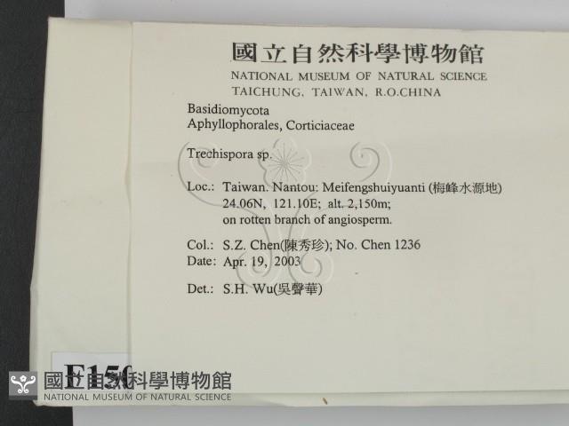 粗糙孢菌屬藏品圖，第2張