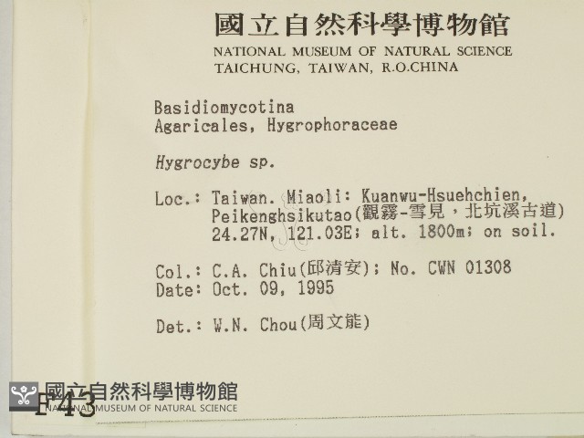 濕傘屬藏品圖，第2張