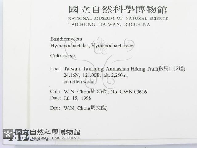 集毛菌屬藏品圖，第2張