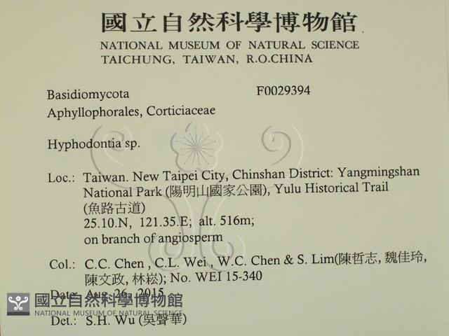 絲齒菌屬藏品圖，第2張