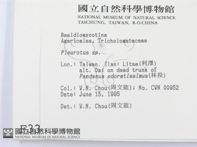 側耳屬藏品圖，第2張