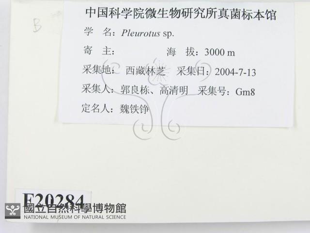 登錄號:F0020284藏品圖，第2張