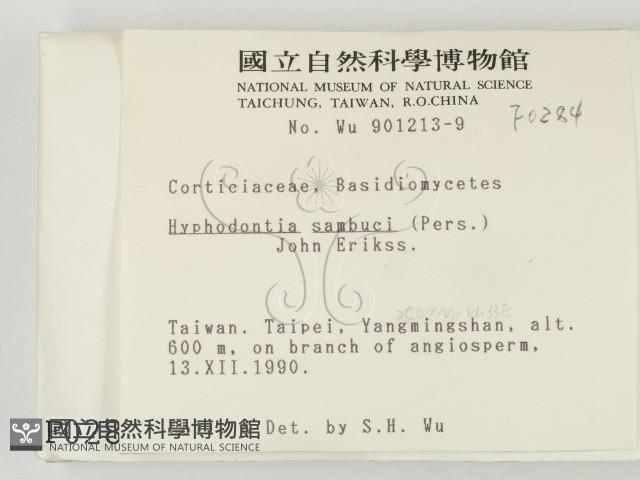 冇骨消絲齒菌藏品圖，第2張