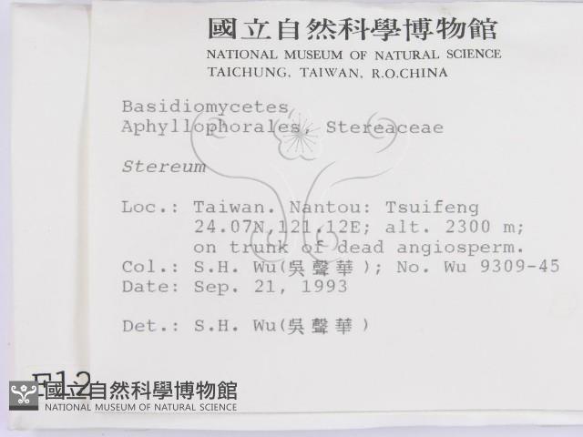 韌革菌屬藏品圖，第2張