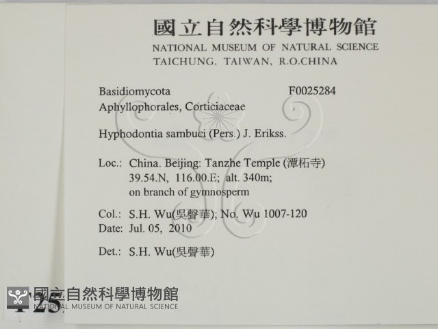 冇骨消絲齒菌藏品圖，第2張