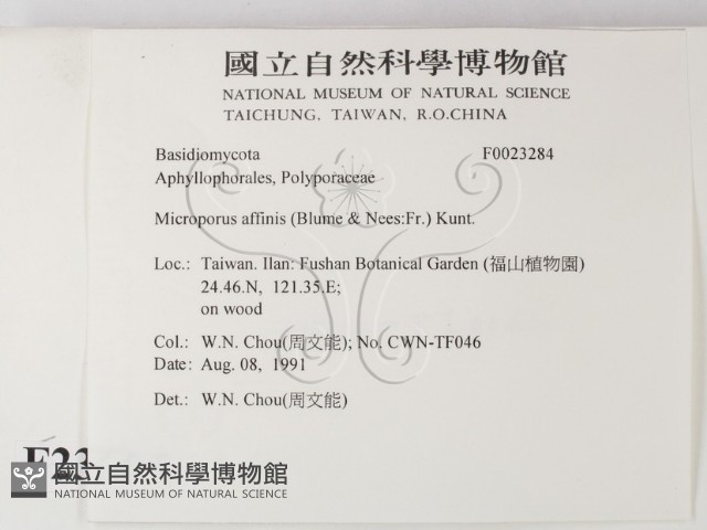 相鄰小孔菌藏品圖，第2張