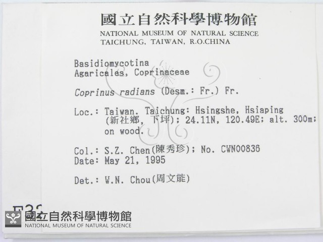 輻毛鬼傘藏品圖，第2張