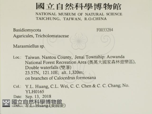 微皮傘屬藏品圖，第2張