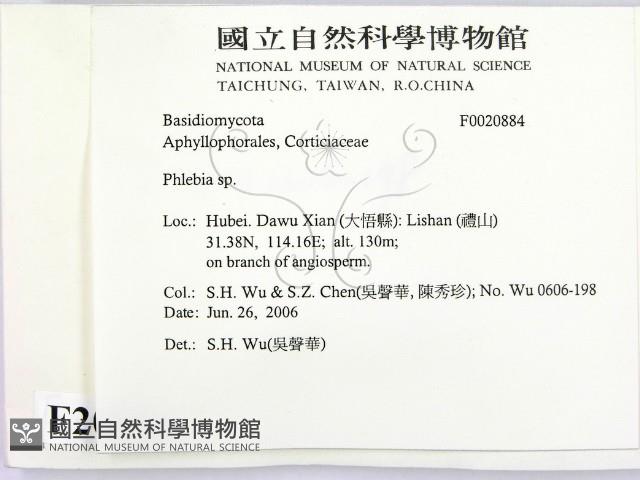 射脈菌屬藏品圖，第2張