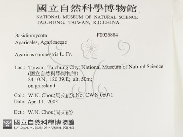 四孢蘑菇藏品圖，第2張